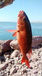 Close-up of fish hanging from rock by sea against sky