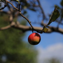Close-up of cherries on tree
