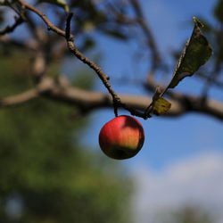 Close-up of apple on tree