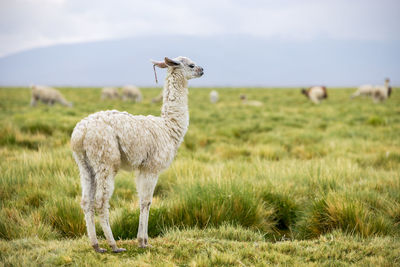 Llama standing on grassy field