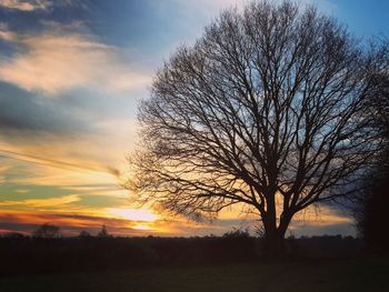 Tree against sky during sunset