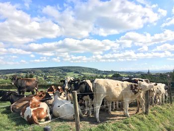 View of cows in field