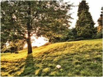 Scenic view of grassy field