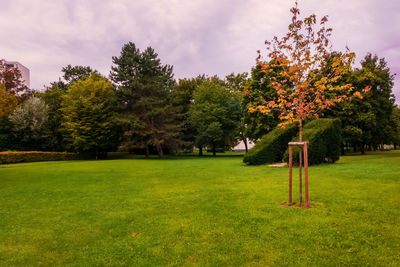 Trees on field against sky