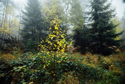 Yellow flowering trees in forest