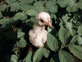 Close-up of a bird with leaves