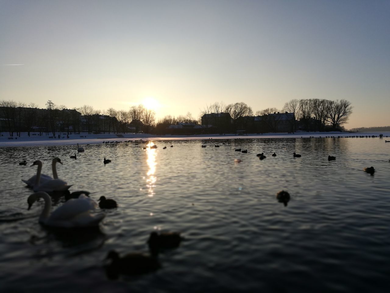 reflection, water, nature, lake, sunset, beauty in nature, no people, swimming, animals in the wild, tranquility, bird, outdoors, clear sky, animal themes, sky, scenics, floating on water, tree, day, swan