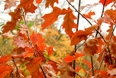 Close-up of maple leaves on tree during autumn