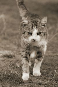 Portrait of cat on field