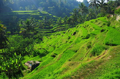 Scenic view of palm trees on field