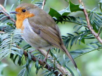 Close-up of bird perching on branch