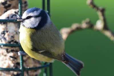 Close-up of bird perching outdoors