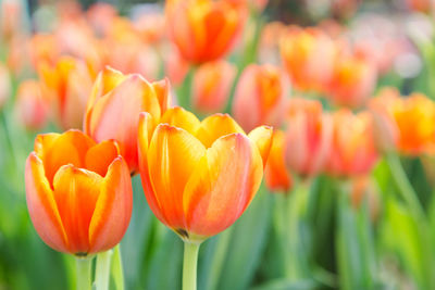 Close-up of orange tulips on field