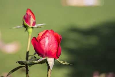 Close-up of pink flowers