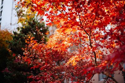 Low angle view of maple tree during autumn