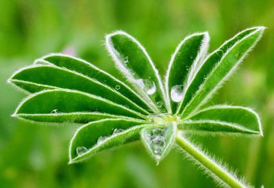 Close-up of fresh green plant with dew drops