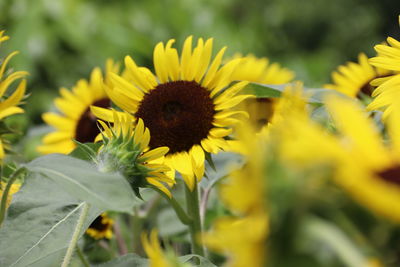 Close-up of yellow flowering plant