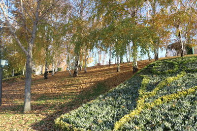 Trees on field against sky