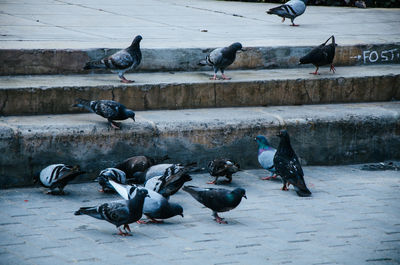 Birds perching on the ground