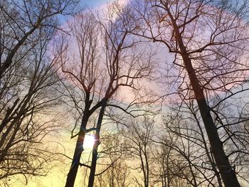 Low angle view of bare trees against clear sky