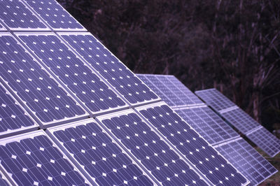 View of trees at night