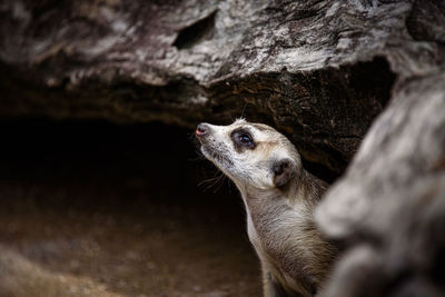 View of meerkat on rock