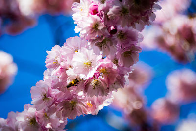 Close-up of pink flowering cherry blossom trees in the spring in amsterdam