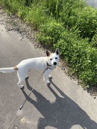 High angle view of dog on road