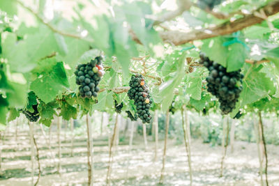 Close-up of fruits growing on tree