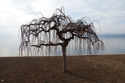 Bare tree on beach against sky