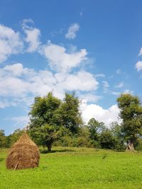 Trees growing on field against sky