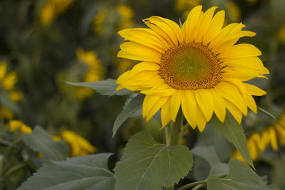 Close-up of yellow sunflower