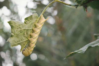 Close-up of leaves on plant