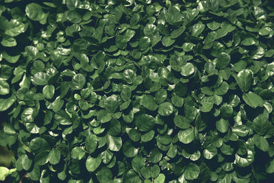 Full frame shot of green leaves