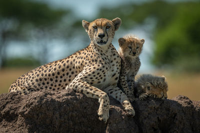 Cheetah with cubs sitting on rock in forest