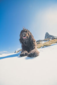 View of a dog on snow