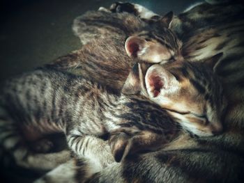 Close-up of tabby sleeping