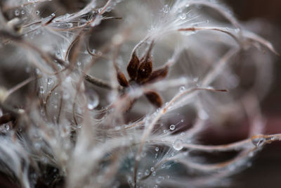 Close-up of  dry plant