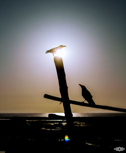 Silhouette bird flying against sky during sunset