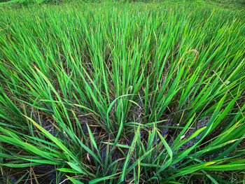 Full frame shot of crops growing on field