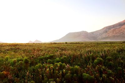 Scenic view of field against clear sky