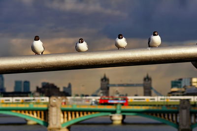 Birds perching on railing