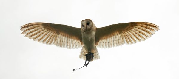 Low angle view of eagle flying against sky