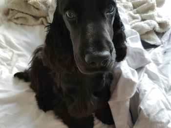 Close-up portrait of black dog relaxing on bed at home