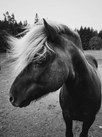 Close-up of a horse on field