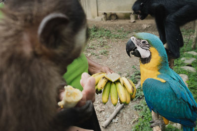 View of parrot eating food in zoo