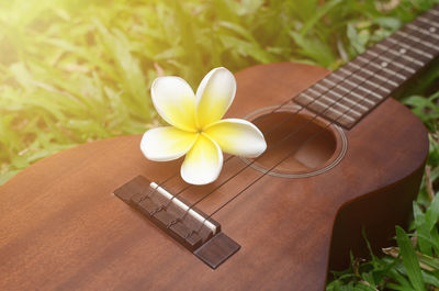 High angle view of flowering plant on table