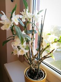 Close-up of potted plant at home