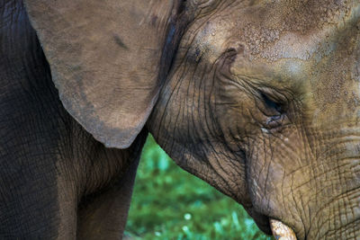 Close-up of elephant