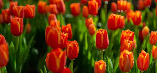 Close-up of red tulips in field